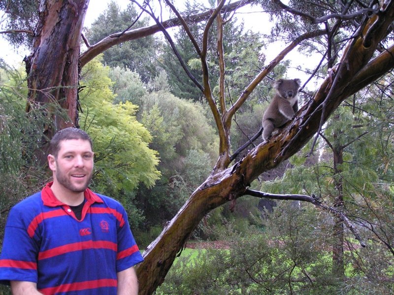 Koala 1